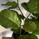 Fiddle Branch in a Metal Pewter Pot