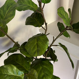 Fiddle Branch in a Metal Pewter Pot