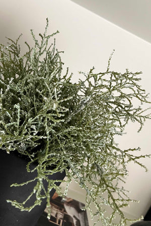 Curly Grass in a Black Clay Pot
