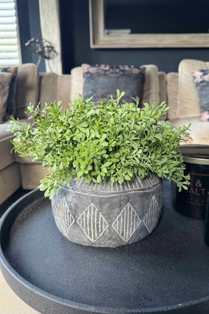 Teabush in a Grey Aztec Bowl