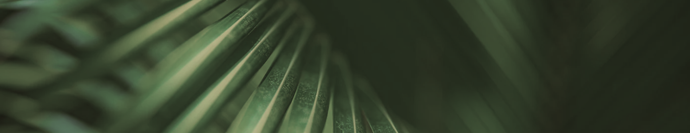 Close-up of a green leaf with a dark background