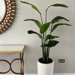 Tall potted plant in a white pot against a gray wall with a decorative mirror and side table.
