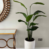 Tall potted plant in a white pot against a gray wall with a decorative mirror and side table.