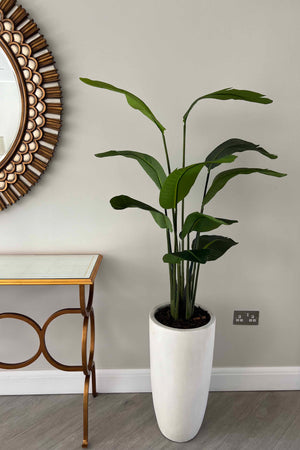 Tall potted plant in a white pot against a gray wall with a decorative mirror and side table.
