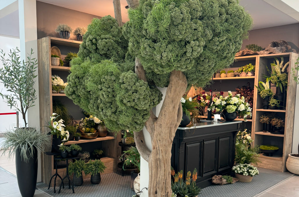 Indoor setting with large green artificial topiary and shelves with plants