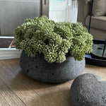 Angelica in a Dark Grey Mottled Stone Bowl RTfact Flowers 