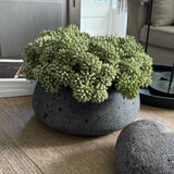 Angelica in a Dark Grey Mottled Stone Bowl RTfact Flowers 