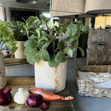 Mint in a Pale Stone Pot RTfact Flowers 