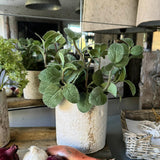 Mint in a Pale Stone Pot RTfact Flowers 