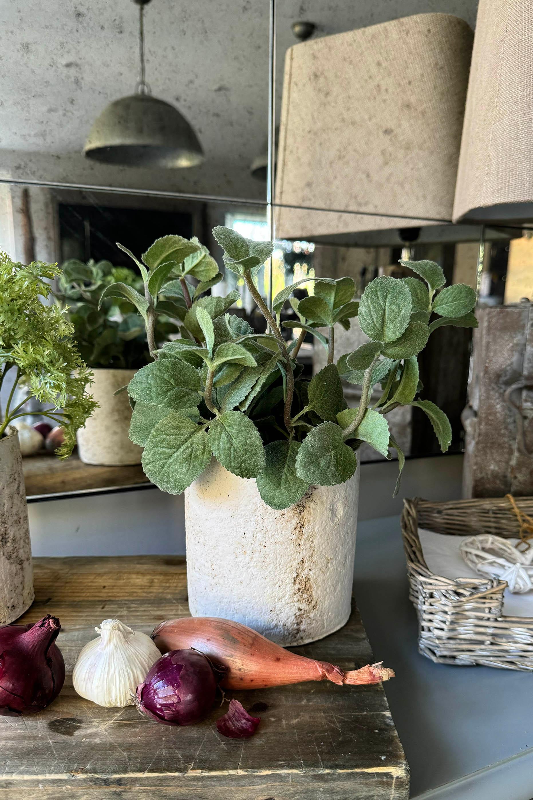 Mint in a Pale Stone Pot RTfact Flowers 