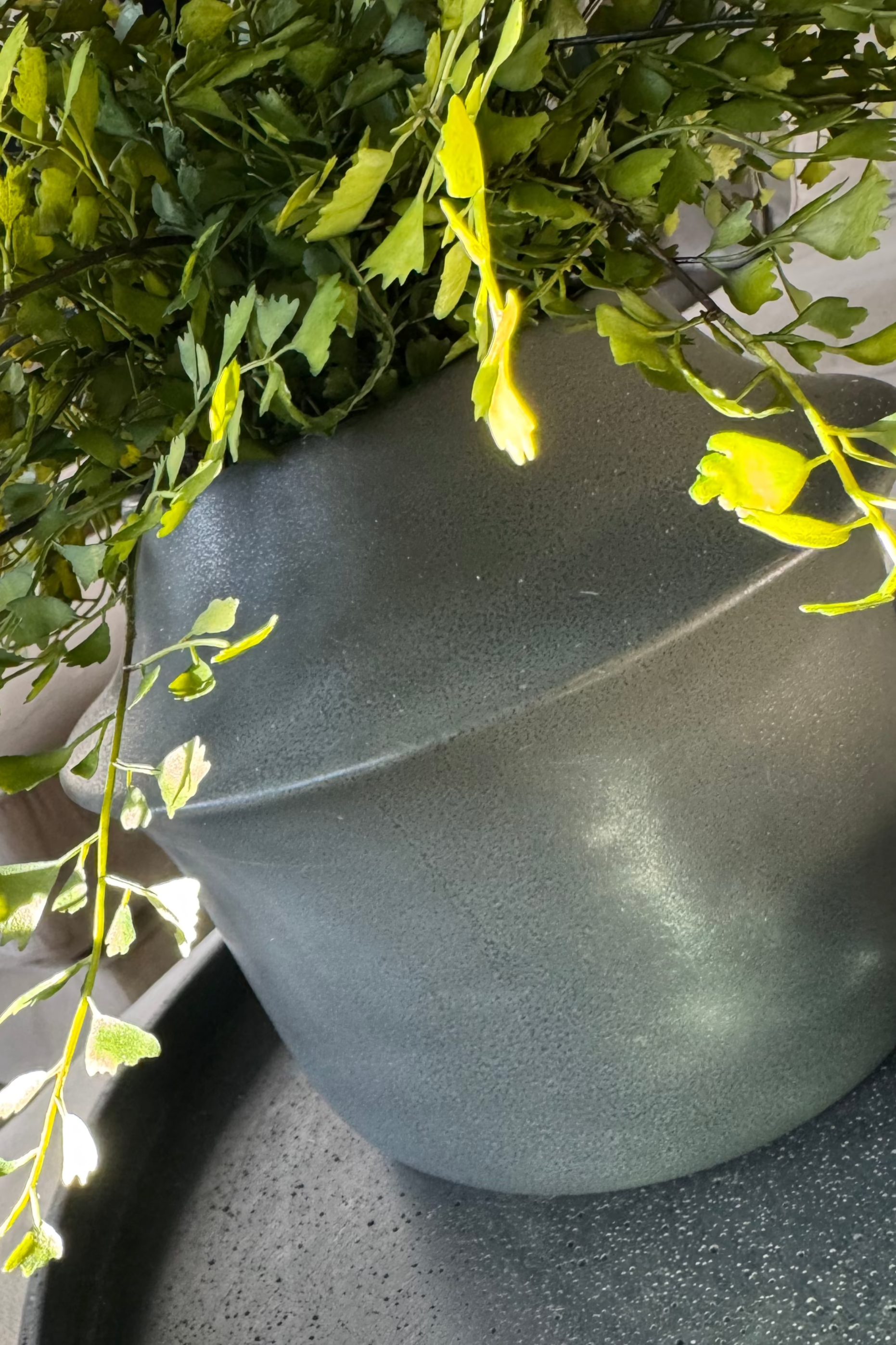 Maidenhair Fern in a Dark Grey Ceramic Pot RTfact Flowers 