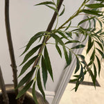 Chamaedorea tree 240cm RTfact Flowers 