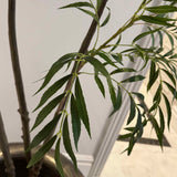 Chamaedorea tree 240cm RTfact Flowers 