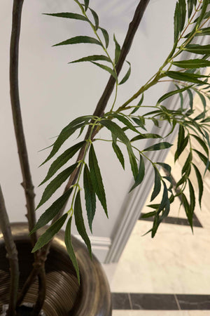 Chamaedorea tree 240cm RTfact Flowers 