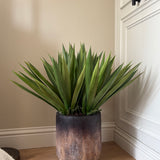 Aloes in a Wooden Planter