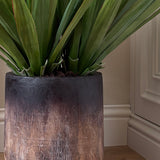 Aloes in a Wooden Planter