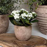 Kalanchoe Bell in a Terracotta Pot RTfact Flowers 