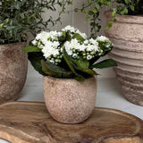 Kalanchoe Bell in a Terracotta Pot RTfact Flowers 