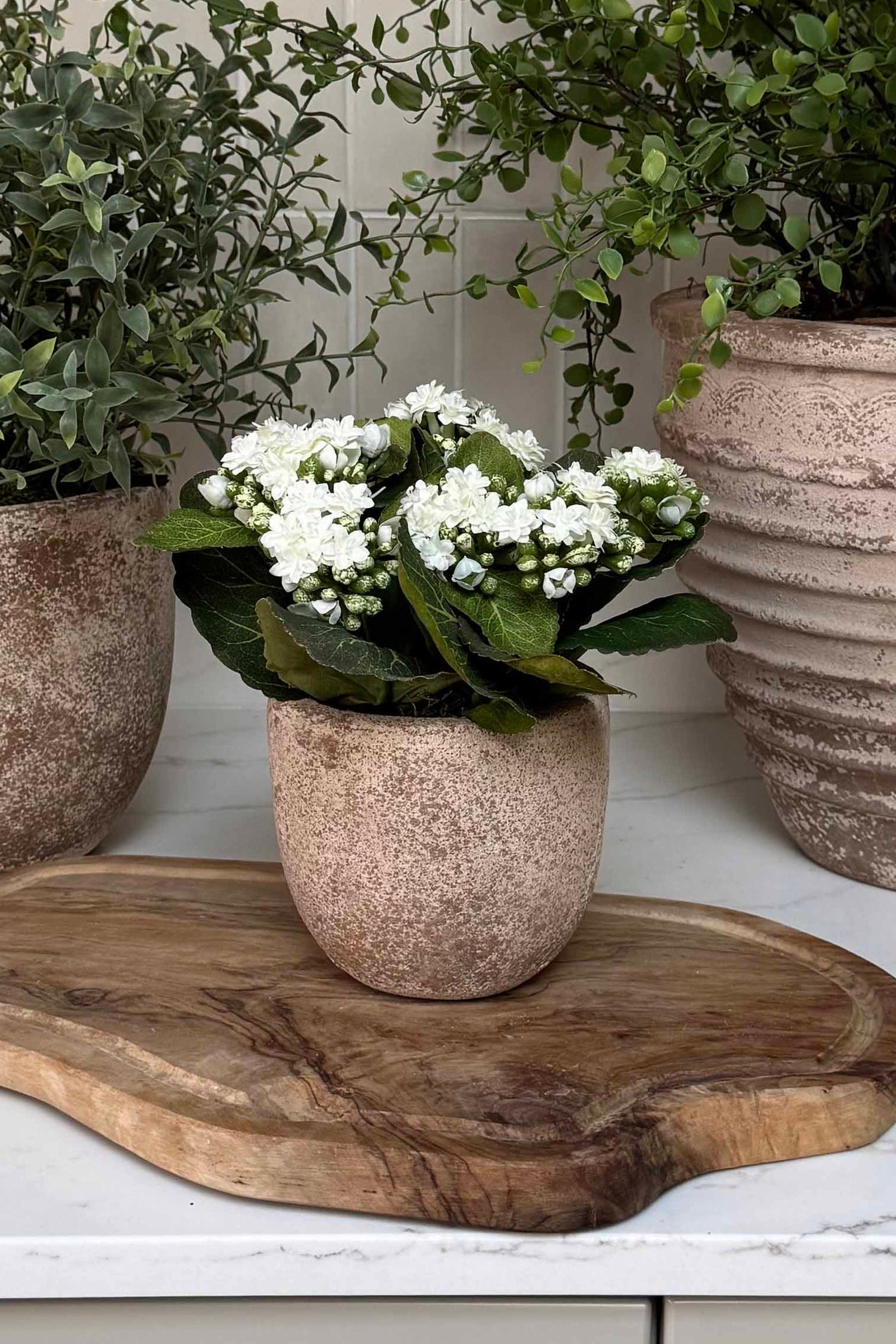 Kalanchoe Bell in a Terracotta Pot RTfact Flowers 