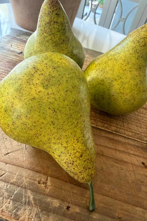 Pear conference feel real h12cm green RTfact Flowers 