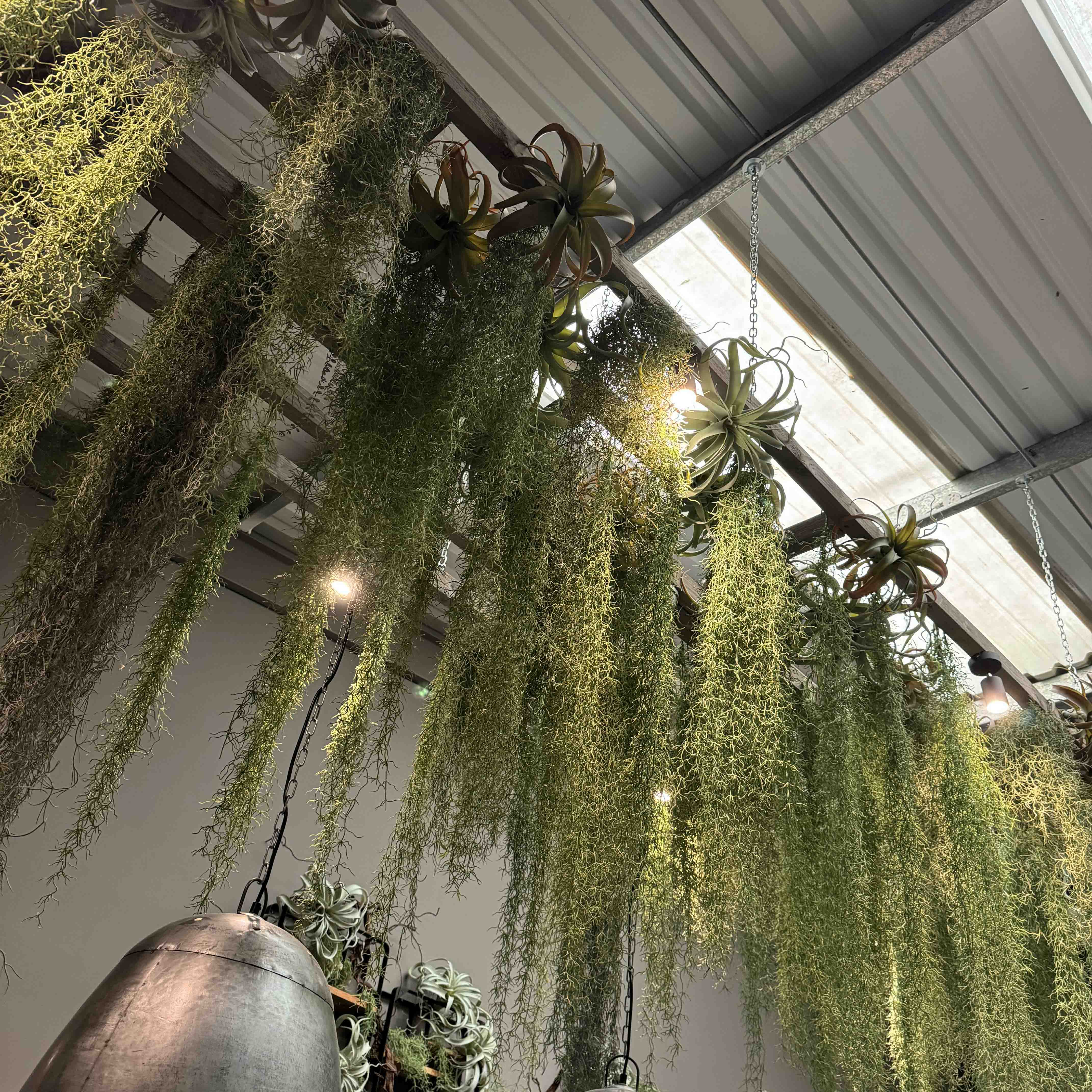 Hanging plants in a greenhouse setting