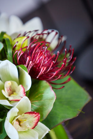 Cymbidium Orchids and Protea in a Stem Lined Cube