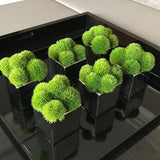 Dianthus in a Black Glass Cube RTfact Flowers 