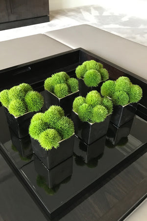 Dianthus in a Black Glass Cube