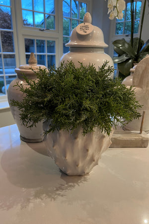 Vanilla bush in Stone Spiky Vase