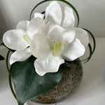 Vanda Orchid with Ivy in a Mottled Vase RTfact Flowers 