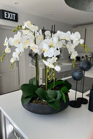 Orchids in a Black Metallic Dimpled Bowl