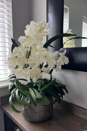 Vanda Orchids in a Taupe Textured Glass Pot