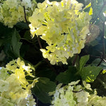 Guelder Rose and Twig in a Black Fluted Vase RTfact Flowers 