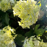 Guelder Rose and Twig in a Black Fluted Vase RTfact Flowers 