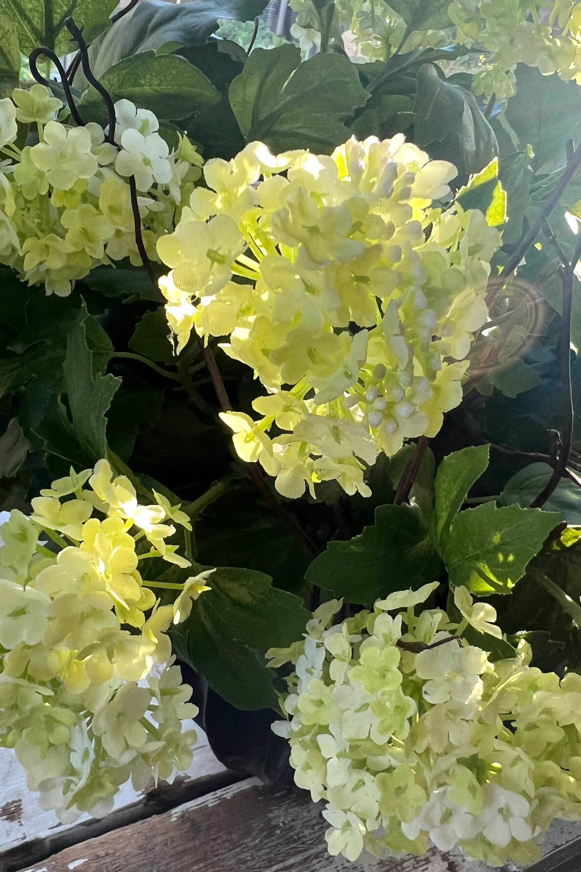 Guelder Rose and Twig in a Black Fluted Vase RTfact Flowers 