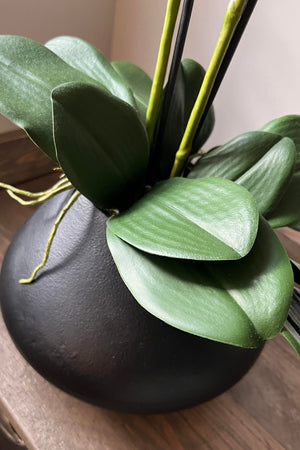 Orchids in a Black Metallic Asymmetric Vase