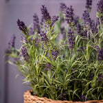 Lavender in a Basket RTfact Flowers 