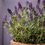 Lavender in a Basket RTfact Flowers 
