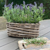 Lavender in a Basket RTfact Flowers 