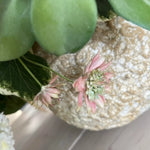 Ranunculus and Campanulas in a Textured Stone Vase RTfact Flowers 