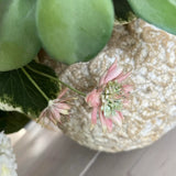 Ranunculus and Campanulas in a Textured Stone Vase RTfact Flowers 