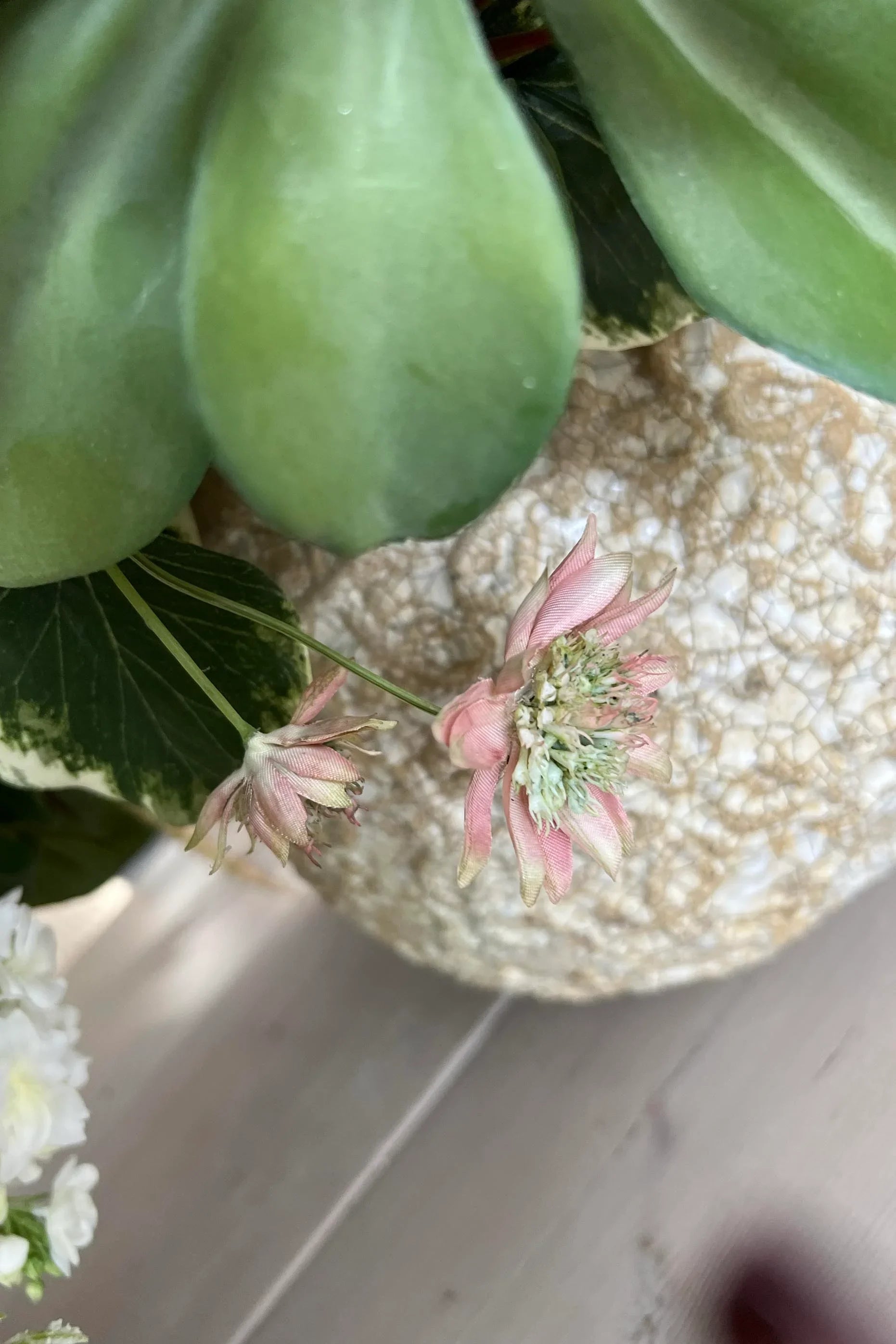 Ranunculus and Campanulas in a Textured Stone Vase RTfact Flowers 