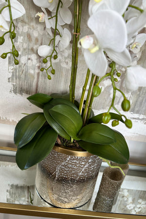 Orchids in a Two Tone Glass Vase