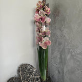 Vanda Orchid (Vintage Pink) in a Tall Glass Cylinder RTfact Flowers 
