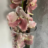 Vanda Orchid (Vintage Pink) in a Tall Glass Cylinder RTfact Flowers 