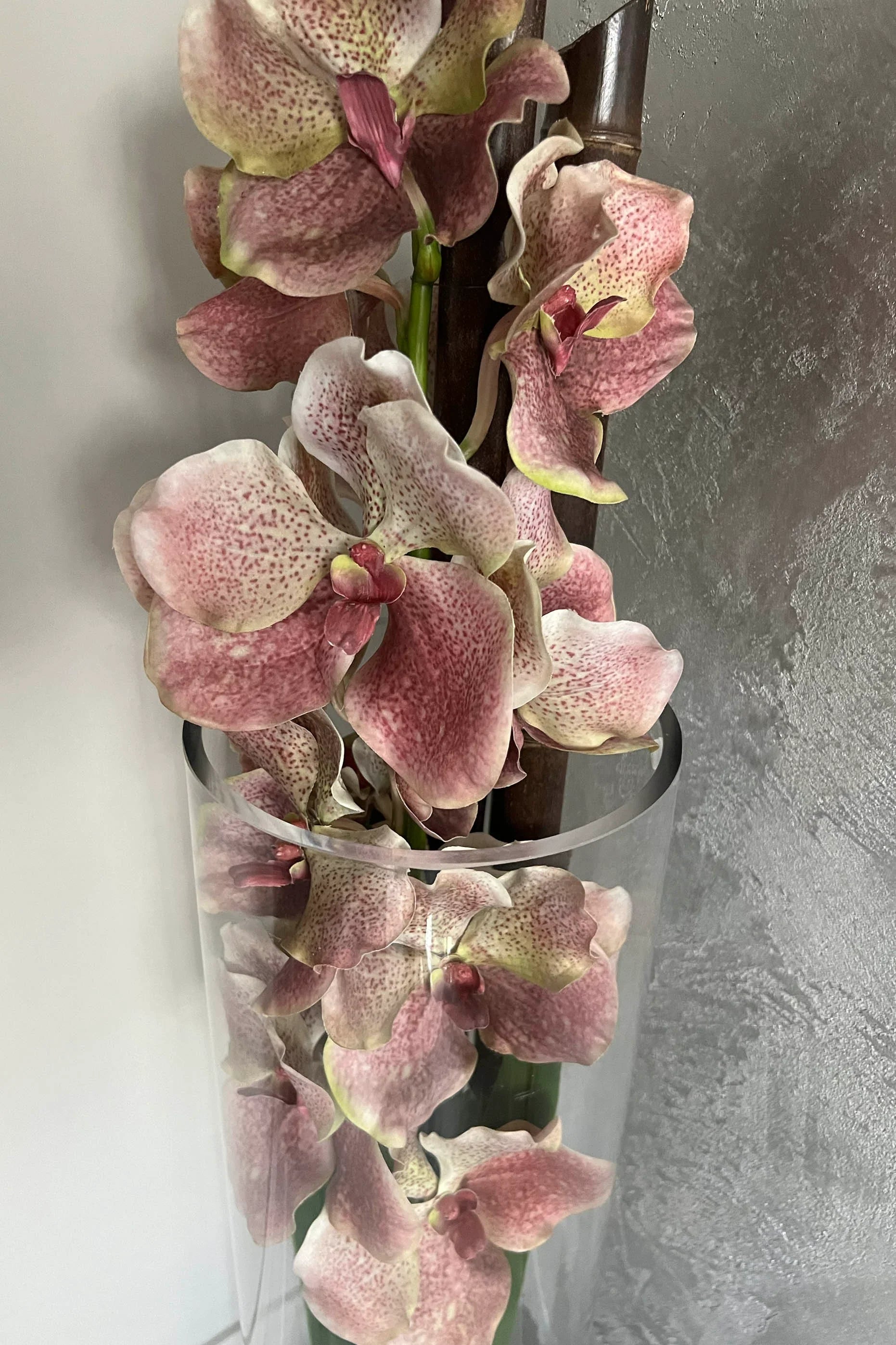 Vanda Orchid (Vintage Pink) in a Tall Glass Cylinder RTfact Flowers 