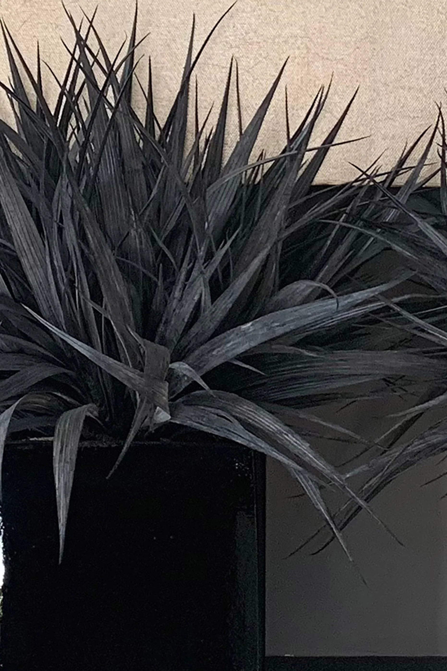 Black Grasses in a Black Glass Cube RTfact Flowers 
