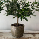 Mini Olive Tree in a Stone Pot RTfact Flowers 