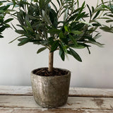 Mini Olive Tree in a Stone Pot RTfact Flowers 