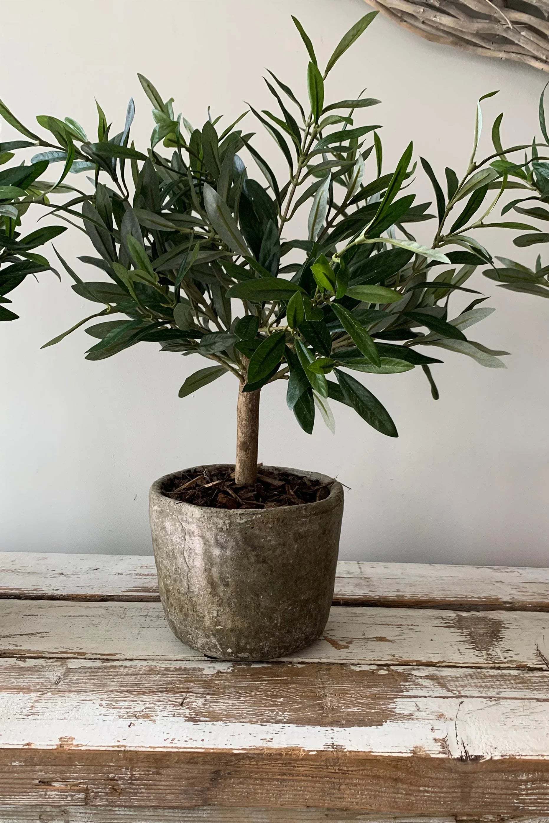 Mini Olive Tree in a Stone Pot RTfact Flowers 